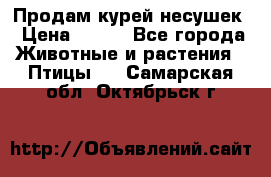 Продам курей несушек › Цена ­ 350 - Все города Животные и растения » Птицы   . Самарская обл.,Октябрьск г.